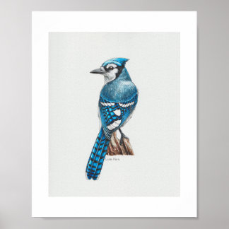 Affiche Bleu Jay