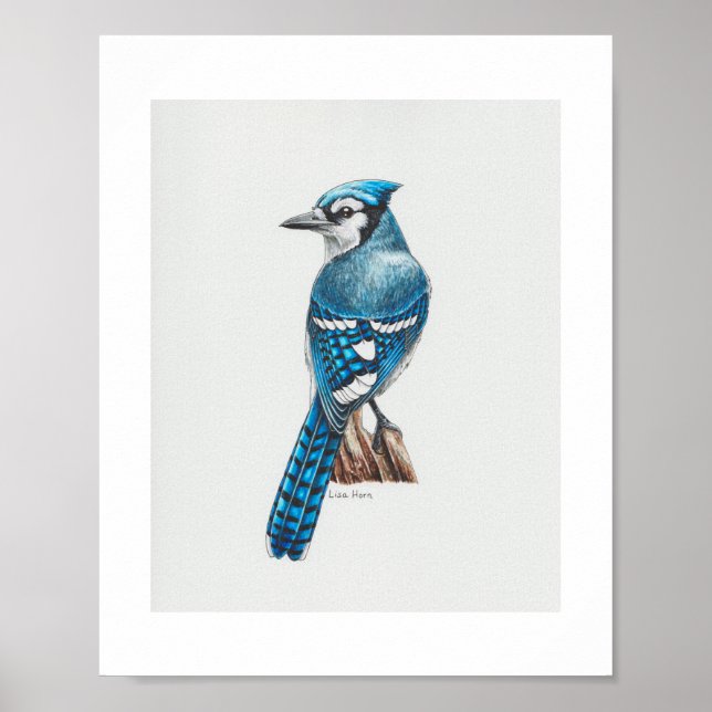 Affiche Bleu Jay (Devant)