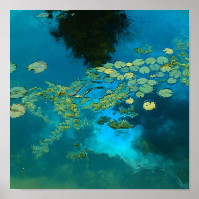 Affiche bleu koi (Devant)