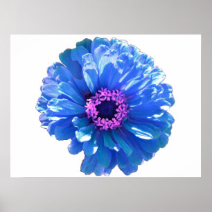 Affiche Bleu marguerite bleu photo florale