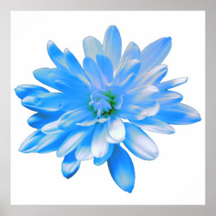Affiche Bleu marguerite, photo à fleurs rétro
