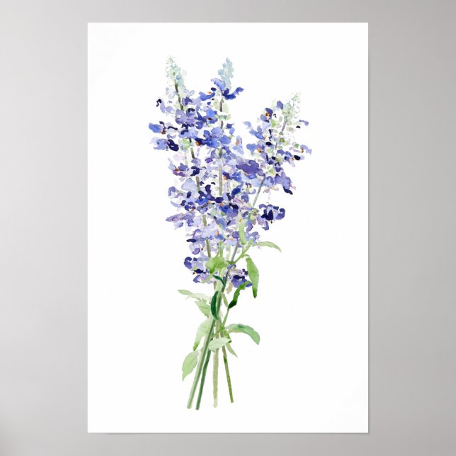 Affiche bleu mealycup fleurs de sauge bouquet aquarelle (Devant)
