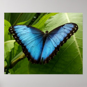 Affiche Bleu Morpho papillon photo de la nature