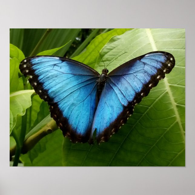Affiche Bleu Morpho papillon photo de la nature (Devant)
