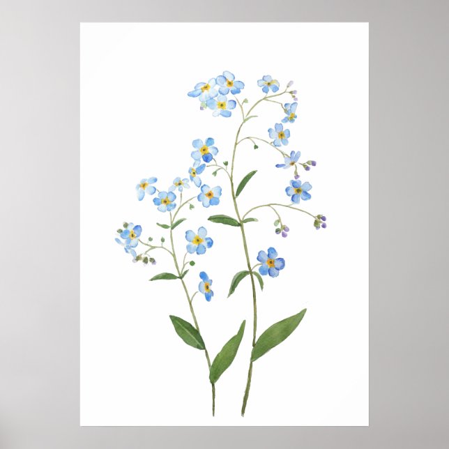 Affiche bleu oubliez moi pas fleurs 2021 aquarelle (Devant)
