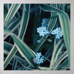 Affiche Bleu Oubliez-moi-pas Fleurs dans l'herbe