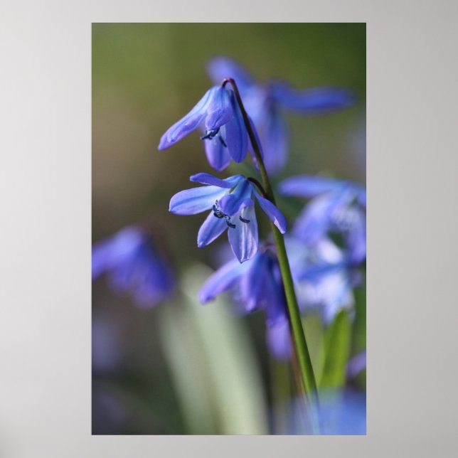 Affiche Bleu Scilla siberica (Squill en Bois) Fleurs (Devant)