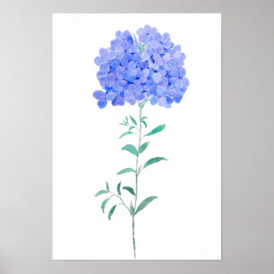 Affiche bleu violet Plumbago auriculata couleur d'eau de f