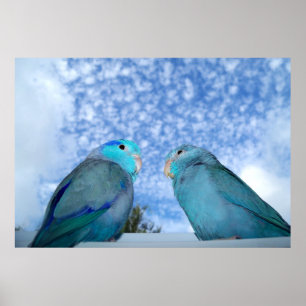 Affiche bleue Pacifique de paires d'oiseau de