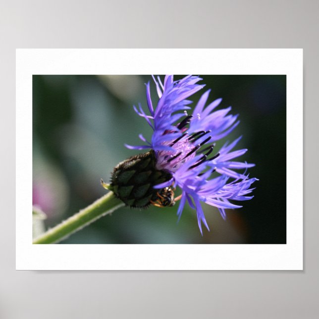 Affiche Bleue Rich Bleuet Fleur de Bachelor's Bee (Devant)