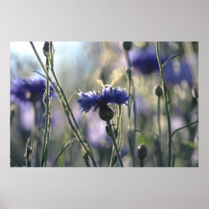 Affiche Bleuets Soir d'Été Prairie