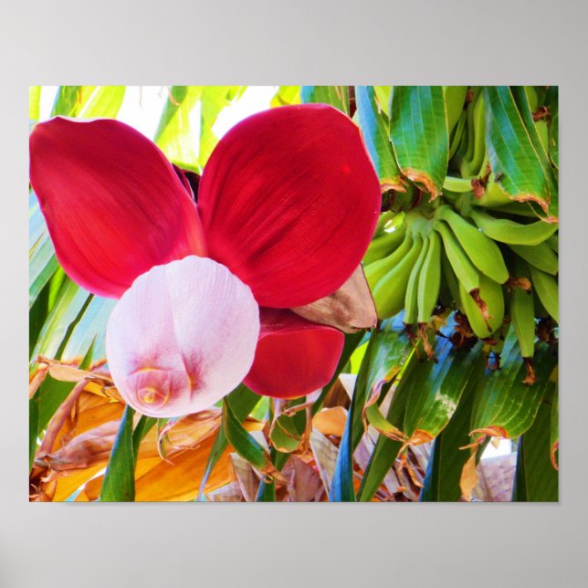 Affiche Bliss de bananier (Devant)