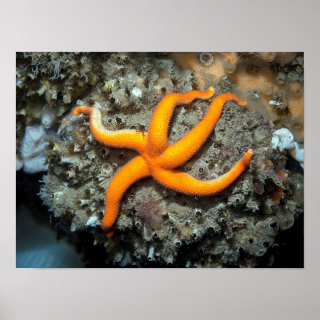 Affiche Blood Star (Henricia leviuscula) (Devant)