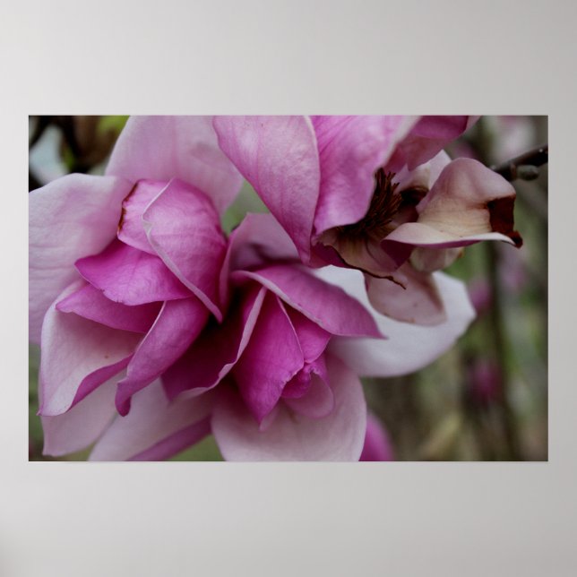 Affiche Blooms pourpres (Devant)