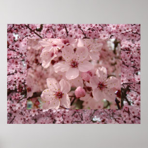 Affiche Blossom Art rose Printemps Arbre Blossoms Impriman