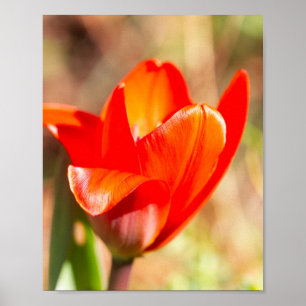Affiche Blossom de la tulipe rouge
