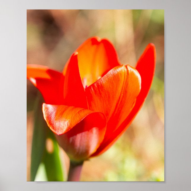 Affiche Blossom de la tulipe rouge (Devant)