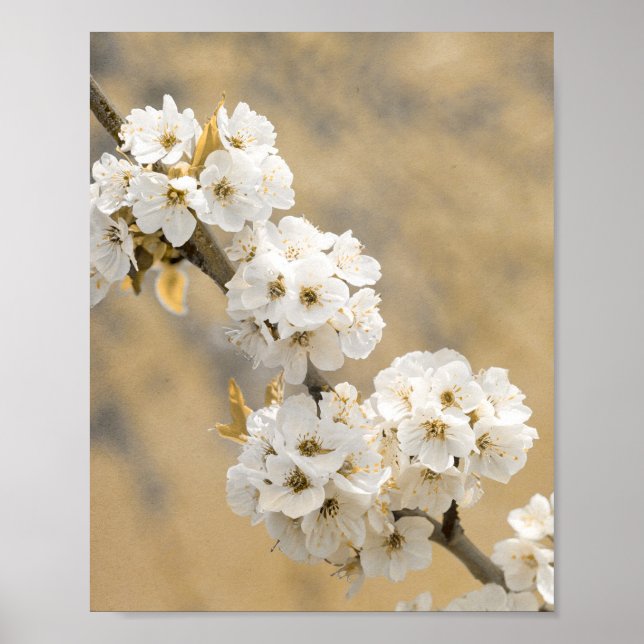 Affiche Blossom Symphony Natures Ouverture (Devant)