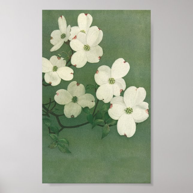 Affiche Blossom vintage (Devant)
