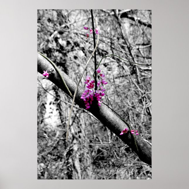 Affiche Blossoms 2 (Devant)