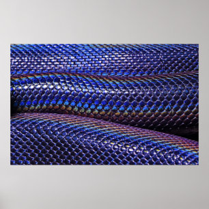 Affiche Blue and purple snakeskin