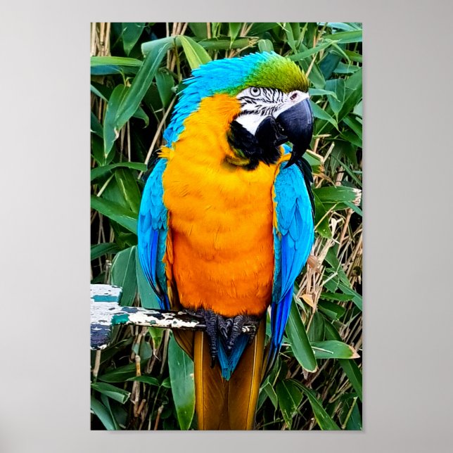 Affiche Blue and Yellow Macaw Parrot (Devant)