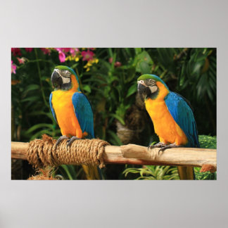 Affiche Blue and Yellow Macaw Print
