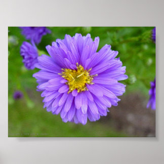 Affiche Blue Aster
