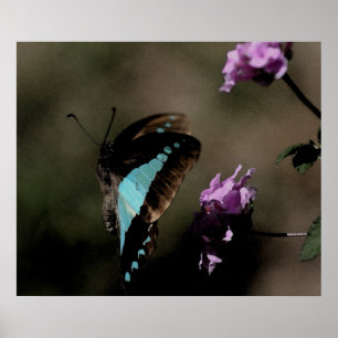 Affiche Blue Butterfly Abstract