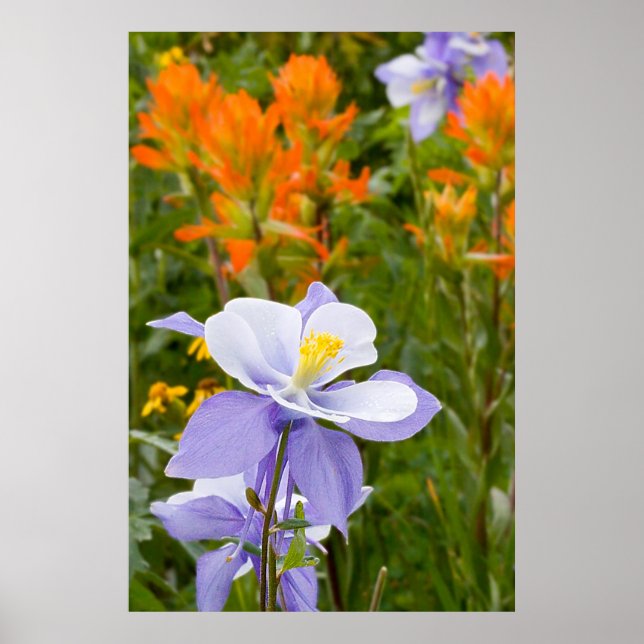 Affiche Blue Columbine (Devant)