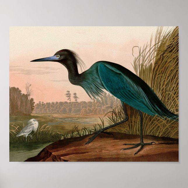 Affiche Blue Crane or Heron Birds of America Audubon Print (Devant)