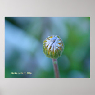 Affiche Blue Daisy Bud