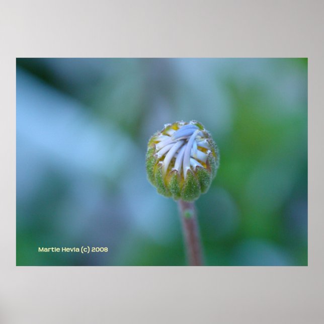 Affiche Blue Daisy Bud (Devant)