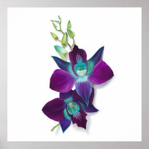 Affiche Blue Dendrobium or Blue Bom Orchid Painting