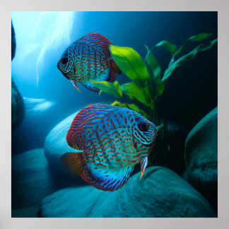Affiche Blue Discus Fish Aquarium Fish Tank Art