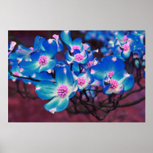 Affiche Blue Dogwood blossoms
