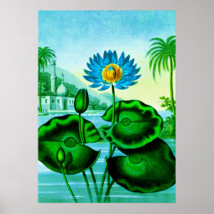 Affiche Blue Egyptian Water Lily / Lotus Illustration 