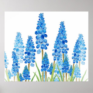 Affiche blue grape hyacinth forest