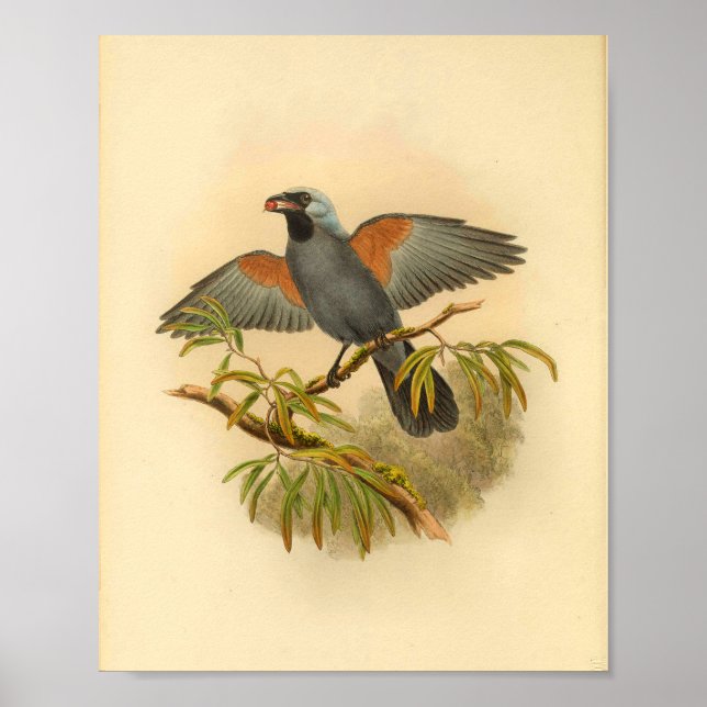 Affiche Blue Grey Campephaga Cuckoo Bird Imprimer Vintage (Devant)