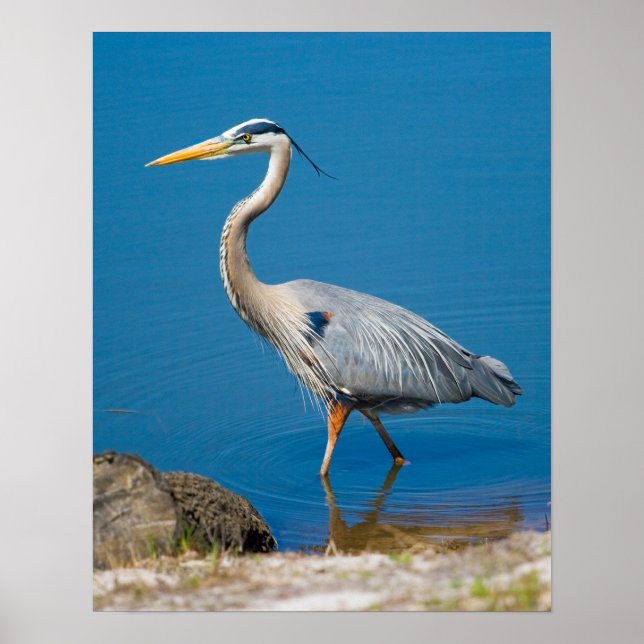 Affiche Blue Heron Wading (Devant)