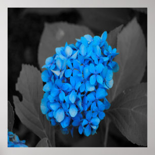 Affiche Blue hydrangea