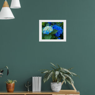 Affiche Blue Hydrangea Blooms Floral Photographic