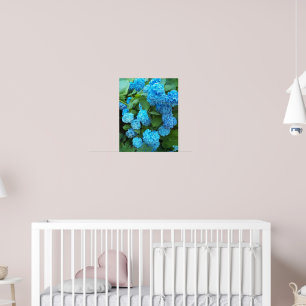 Affiche Blue Hydrangea Blooms Floral Photographic