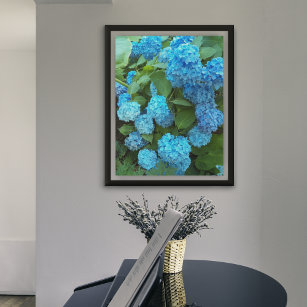 Affiche Blue Hydrangea Blooms Floral Photographic