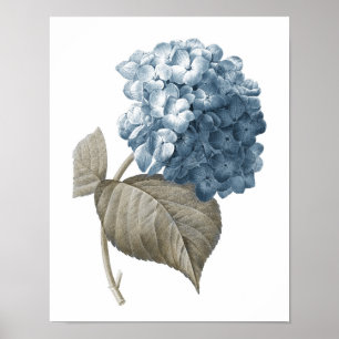 Affiche Blue Hydrangea Botanical Artwork no 2