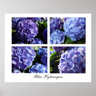 Affiche Blue Hydrangea mix, Blue Hydrangeas