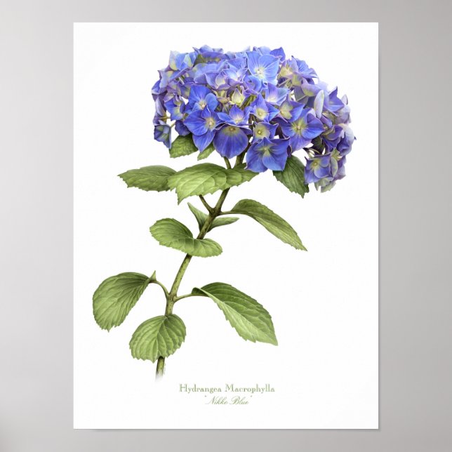 Affiche Blue Hydrangea Original Art Print (Devant)