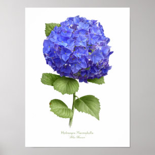 Affiche Blue Hydrangea Original Art Print