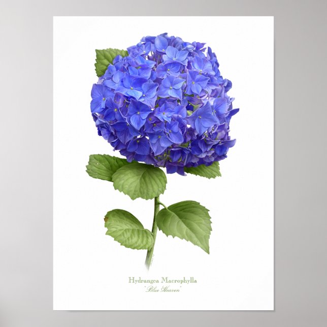 Affiche Blue Hydrangea Original Art Print (Devant)