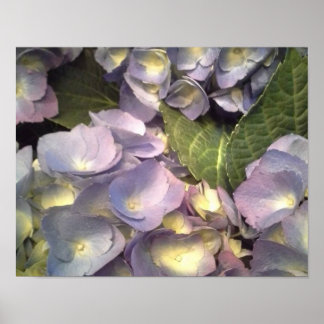 Affiche Blue Hydrangeas